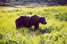 Bear walking through the grass